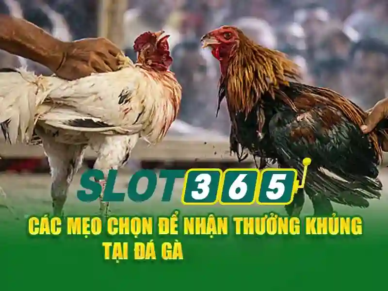 Trải nghiệm người dùng và phản hồi cộng đồng