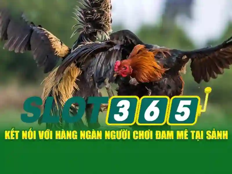 Ưu thế và cạnh tranh của Slot365 chính thức